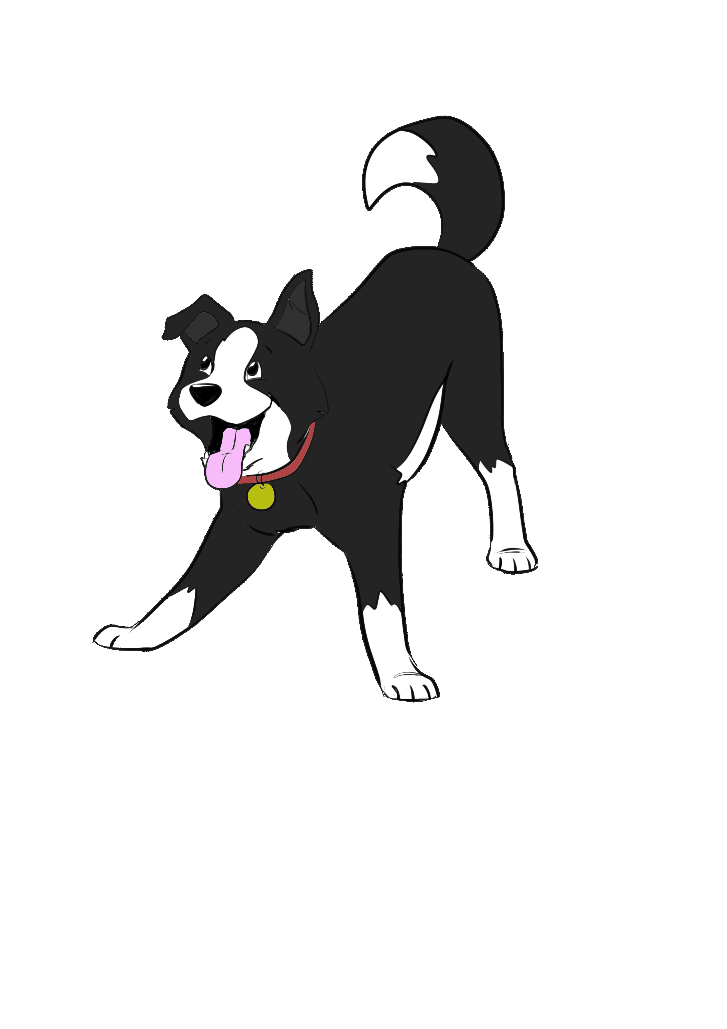 Dre the border collie at play